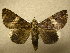  (Hypogrammodes balma - 09-MISC-070)  @14 [ ] Unspecified (default): All Rights Reserved  Unspecified Unspecified