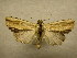  (Antachara sp - 09-MISC-087)  @14 [ ] Unspecified (default): All Rights Reserved  Unspecified Unspecified