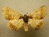  (Pero polygonaria - 09-MISC-093)  @14 [ ] Unspecified (default): All Rights Reserved  Unspecified Unspecified