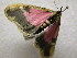  (Callipia sp - 09-MISC-095)  @12 [ ] Unspecified (default): All Rights Reserved  Unspecified Unspecified