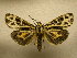  (Grammia anna - 10-NCCC-159)  @14 [ ] No Rights Reserved (2010) Unspecified Research Collection of J. B. Sullivan