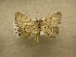  (Digrammia eremiata - 10-NCCC-219)  @13 [ ] No Rights Reserved (2010) Unspecified Research Collection of J. B. Sullivan