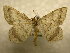  (Macaria bisignata - 10-NCCC-371)  @14 [ ] No Rights Reserved (2010) James Sullivan Research Collection of J. B. Sullivan