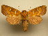  (Papaipema speciosissima - 10-NCCC-503)  @15 [ ] No Rights Reserved (2010) James Sullivan Research Collection of J. B. Sullivan