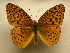  (Speyeria aphrodite - 10-NCCC-569)  @15 [ ] No Rights Reserved (2010) James Sullivan Research Collection of J. B. Sullivan