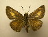  (Euphyes berryi - 11-NCCC-300)  @13 [ ] No Rights Reserved (2011) JB Sullivan Research Collection of J. B. Sullivan