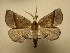  (Stenaspilatodes - 11-NCCC-433)  @14 [ ] No Rights Reserved (2011) JB Sullivan Research Collection of J. B. Sullivan