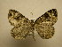  (Ecliptopera atricolorata - 11-NCCC-637)  @14 [ ] No Rights Reserved (2011) JB Sullivan Research Collection of J. B. Sullivan