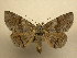  (Zale n. sp. nr. obliqua - 11-NCCC-793)  @15 [ ] No Rights Reserved (2011) JB Sullivan Research Collection of J. B. Sullivan