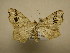  (Macaria promiscuata - 11-NCCC-907)  @14 [ ] No Rights Reserved (2011) JB Sullivan Research Collection of J. B. Sullivan