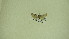  (Eupithecia sp. NC4 - 13-NCCC-119)  @12 [ ] No Rights Reserved (2013) James Sullivan Research Collection of J. B. Sullivan