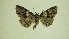  (Zale pr. n. sp. 1 - 13-NCCC-133)  @12 [ ] No Rights Reserved (2013) James Sullivan Research Collection of J. B. Sullivan