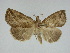  (Calyptra canadensis - 14-NCCC-182)  @14 [ ] Unspecified (default): All Rights Reserved  Unspecified Unspecified