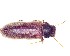  (Oligomerus disruptus - BC-LNEF-2023-342)  @11 [ ] CreativeCommons Attribution (2023) Thomas Barnouin Unspecified