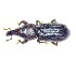  (Phloeophagus ligniarius - BC-LNEF-2025-503)  @11 [ ] CreativeCommons Attribution (2025) Thomas Barnouin Unspecified
