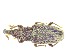  (Dryophthoridae - BC-LNEF-2025-505)  @11 [ ] CreativeCommons Attribution (2025) Thomas Barnouin Unspecified
