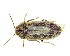  (Hyperisus declive - BC-LNEF-2025-545)  @11 [ ] CreativeCommons Attribution (2025) Thomas Barnouin Unspecified