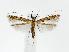  (Acrocercops cf. strigosus - CNCLEP00018381)  @13 [ ] CreativeCommons - Attribution (2010) Unspecified Centre for Biodiversity Genomics