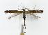  (Coleophora paramayrella - CNCLEP00020184)  @14 [ ] CreativeCommons - Attribution (2010) Unspecified Centre for Biodiversity Genomics