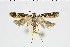  ( - NMPC-LEP-1007)  @11 [ ] by-nc-sa (2021) Jan Sumpich National Museum of Natural History, Prague