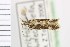  ( - NMPC-LEP-1009)  @11 [ ] by-nc-sa (2021) Jan Sumpich National Museum of Natural History, Prague