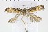  ( - NMPC-LEP-1010)  @11 [ ] by-nc-sa (2021) Jan Sumpich National Museum of Natural History, Prague