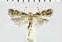  ( - NMPC-LEP-1011)  @11 [ ] by-nc-sa (2021) Jan Sumpich National Museum of Natural History, Prague