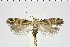  ( - NMPC-LEP-1012)  @11 [ ] by-nc-sa (2021) Jan Sumpich National Museum of Natural History, Prague
