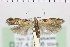  ( - NMPC-LEP-1013)  @11 [ ] by-nc-sa (2021) Jan Sumpich National Museum of Natural History, Prague