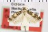  ( - NMPC-LEP-1034)  @11 [ ] by-nc-sa (2021) Jan Sumpich National Museum of Natural History, Prague