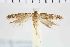  ( - NMPC-LEP-1091)  @11 [ ] by-nc-sa (2021) Jan Sumpich National Museum of Natural History, Prague