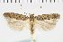  (Scrobipalpa inferna - NMPC-LEP-1109)  @11 [ ] by-nc-sa (2021) Jan Sumpich National Museum of Natural History, Prague
