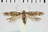  (Scrobipalpa peteri - NMPC-LEP-1112)  @11 [ ] by-nc-sa (2021) Jan Sumpich National Museum of Natural History, Prague