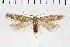  ( - NMPC-LEP-1113)  @11 [ ] by-nc-sa (2021) Jan Sumpich National Museum of Natural History, Prague