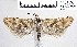  ( - NMPC-LEP-1468)  @11 [ ] by-nc-sa (2024) Jan Sumpich National Museum of Natural History, Prague