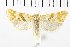  (Cochylimorpha coloratana - NMPC-LEP-1470)  @11 [ ] by-nc-sa (2024) Jan Sumpich National Museum of Natural History, Prague