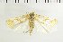  ( - NMPC-LEP-1503)  @11 [ ] by-nc-sa (2024) Jan Sumpich National Museum of Natural History, Prague