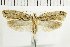  ( - NMPC-LEP-1510)  @11 [ ] by-nc-sa (2024) Jan Sumpich National Museum of Natural History, Prague