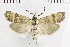  (Brachodes mongolica - NMPC-LEP-1596)  @11 [ ] by-nc-sa (2024) Jan Sumpich National Museum of Natural History, Prague