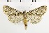  ( - NMPC-LEP-1606)  @11 [ ] by-nc-sa (2024) Jan Sumpich National Museum of Natural History, Prague