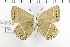  ( - NMPC-LEP-1622)  @11 [ ] by-nc-sa (2024) Jan Sumpich National Museum of Natural History, Prague