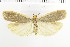  (Manulea complana - NMPC-LEP-1628)  @11 [ ] by-nc-sa (2024) Jan Sumpich National Museum of Natural History, Prague