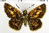  (Ochlodes thibetana - NMPC-LEP-1640)  @11 [ ] by-nc-sa (2024) Jan Sumpich National Museum of Natural History, Prague