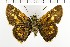  ( - NMPC-LEP-1641)  @11 [ ] by-nc-sa (2024) Jan Sumpich National Museum of Natural History, Prague