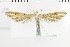  ( - NMPC-LEP-1680)  @11 [ ] by-nc-sa (2024) Jan Sumpich National Museum of Natural History, Prague