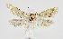  ( - NMPC-LEP-1701)  @11 [ ] by-nc-sa (2024) Jan Sumpich National Museum of Natural History, Prague