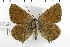  ( - NMPC-LEP-1719)  @11 [ ] by-nc-sa (2024) Jan Sumpich National Museum of Natural History, Prague