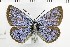  (Neolysandra alexander - NMPC-LEP-1721)  @11 [ ] by-nc-sa (2024) Jan Sumpich National Museum of Natural History, Prague