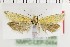  ( - NMPC-LEP-1765)  @11 [ ] by-nc-sa (2024) Jan Sumpich National Museum of Natural History, Prague