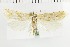  (Cochylimorpha diana - NMPC-LEP-1766)  @11 [ ] by-nc-sa (2024) Jan Sumpich National Museum of Natural History, Prague
